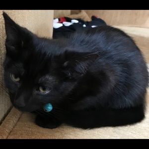 Meet your Posher, Carol